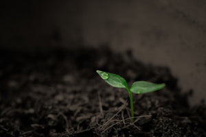 The Truth About the Lack of Minerals in Our Soil